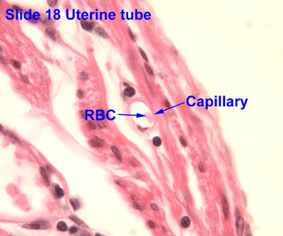 Capillary Histology